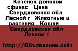 Котенок донской сфинкс › Цена ­ 3 000 - Свердловская обл., Лесной г. Животные и растения » Кошки   . Свердловская обл.,Лесной г.